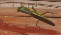 Tarachomantis