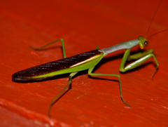 Tarachomantis