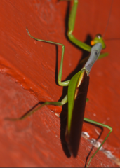Tarachomantis