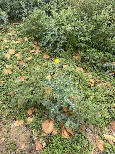 Argemone mexicana observed 2026-03-17
