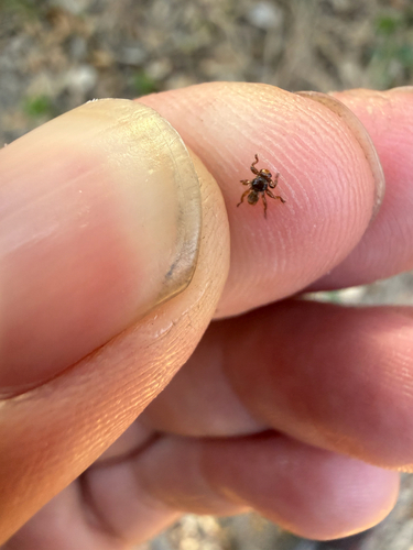 Unknown species found near Scenic Loop Rd, Grey Forest, TX, US