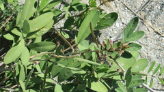 Tephrosia apollinea