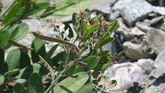 Tephrosia apollinea