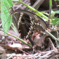 Papilio constantinus constantinus