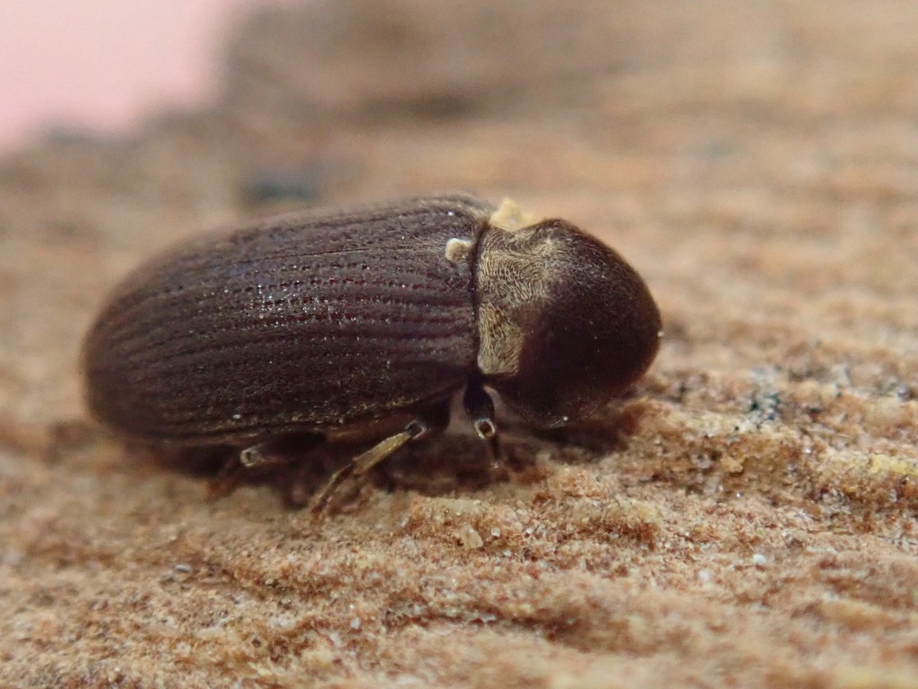 Hadrobregmus denticollis