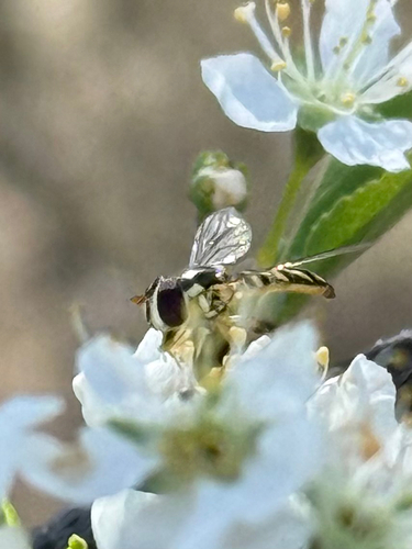 Unknown species found near Wichita Falls, TX, US