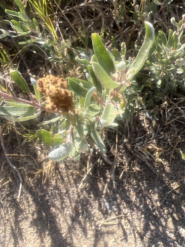 Atriplex paludosa