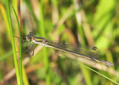 Lestes sponsa