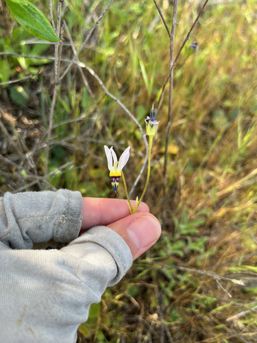 Padre's Shooting Star (Primula clevelandii)
