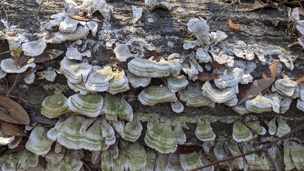 Trichaptum biforme · March 2026 · photo: © nonbinary-naturalist (iNaturalist, cc0)