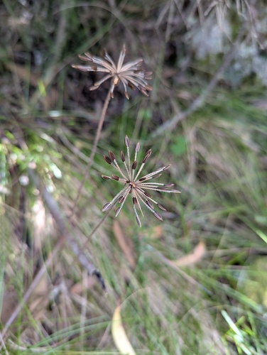 Chaerophyllum eriopodum, 2026-03-15