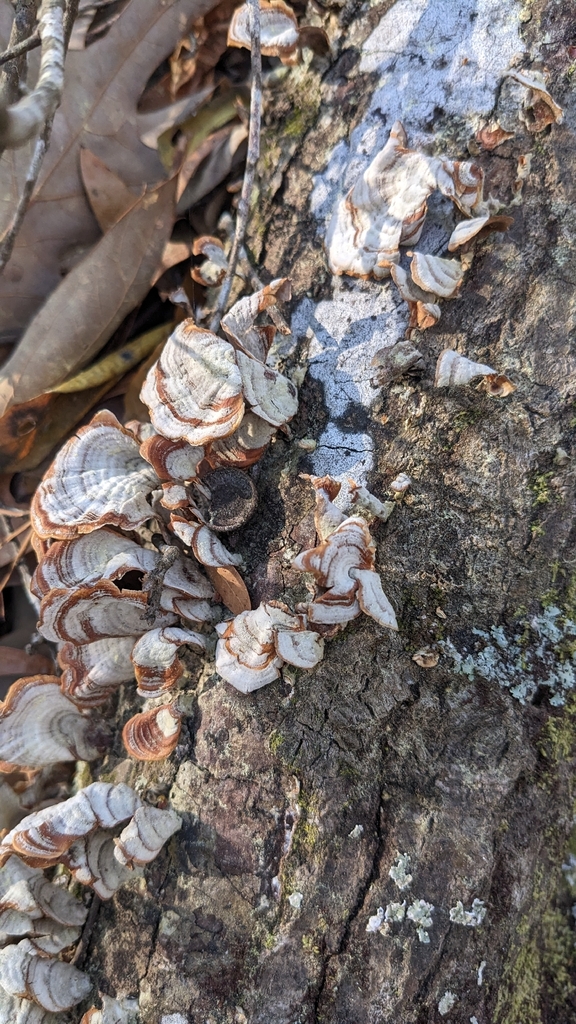 Stereum lobatum · March 2026 · photo: © nonbinary-naturalist (iNaturalist, cc0)