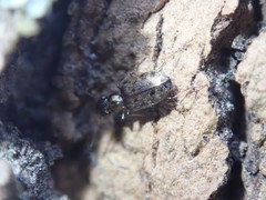 Asaphidion
