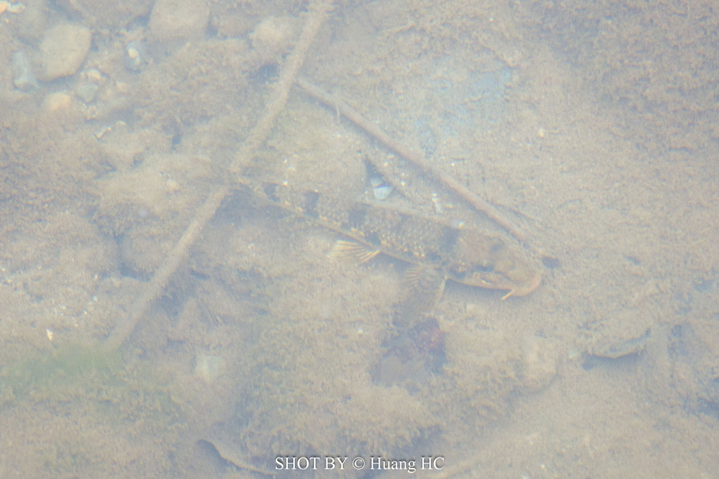 Vaillant's gudgeon (Pseudogobio vaillanti) — Cyprinidae