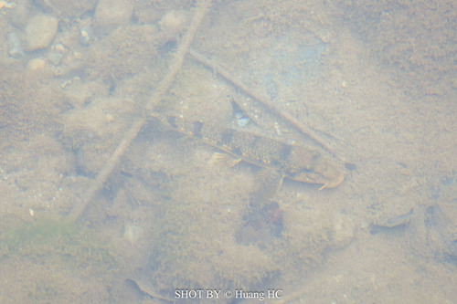 Vaillant's gudgeon (Pseudogobio vaillanti) — Cyprinidae
