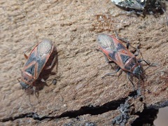 Arocatus roeselii