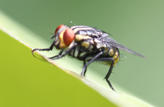 Diptera