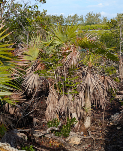 Key Thatch Palm (Leucothrinax morrisii)