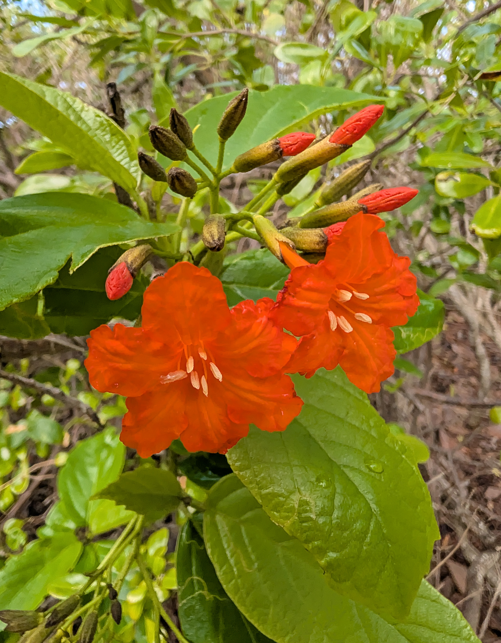 Largeleaf Geigertree (Cordia sebestena)