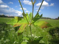 Plasmopara praetermissa