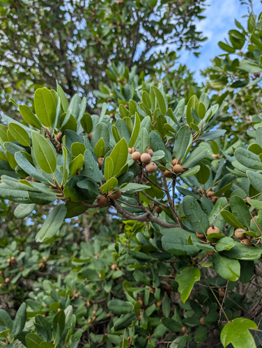 Manilkara jaimiqui, photograph 2