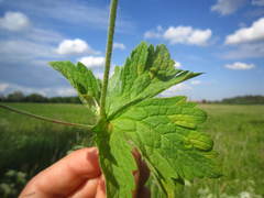 Plasmopara praetermissa