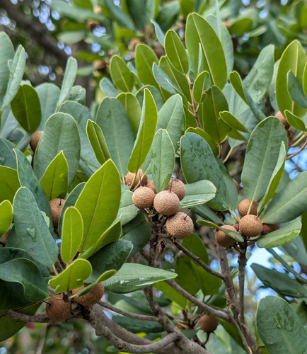 Wild Dilly (Manilkara jaimiqui)