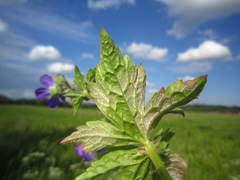 Plasmopara praetermissa