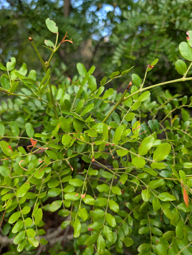 Cinnecord (Vachellia choriophylla)