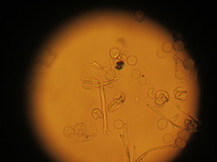 Plasmopara praetermissa