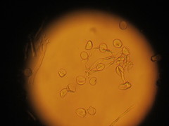 Plasmopara praetermissa