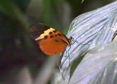 Melinaea menophilus zaneka