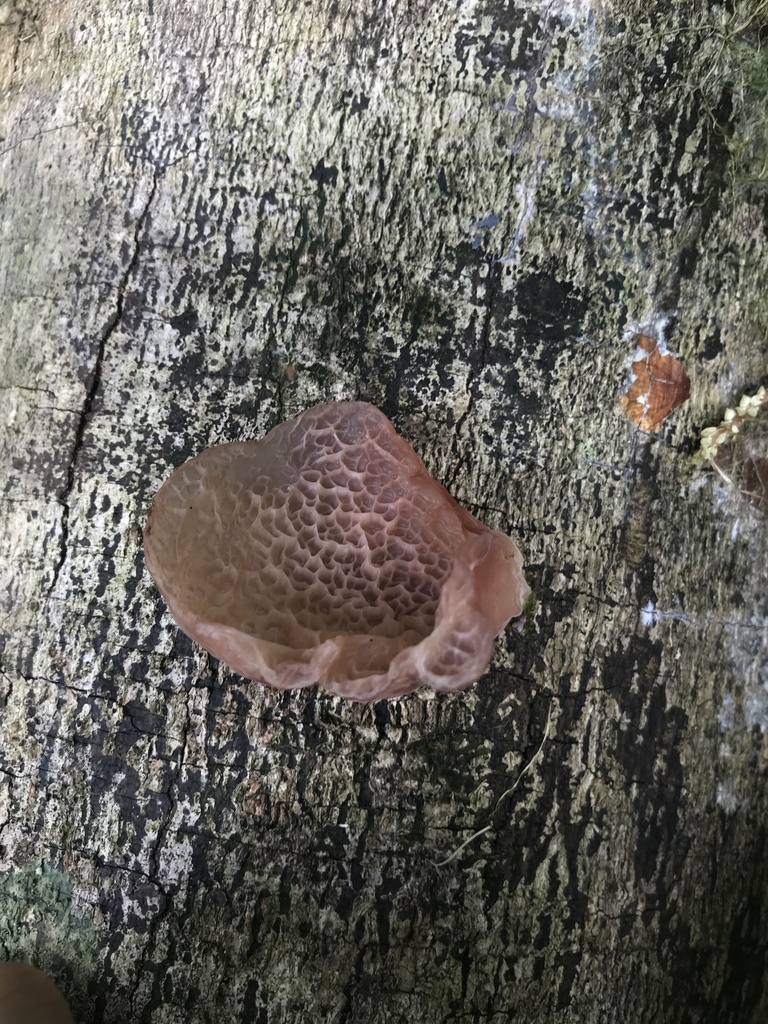 Auricularia delicata · March 2026 · photo: © paganka (iNaturalist, cc-by-nc)