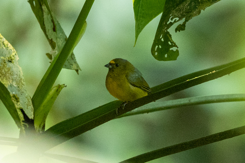 Bronze-green Euphonia (Euphonia mesochrysa), photo 8
