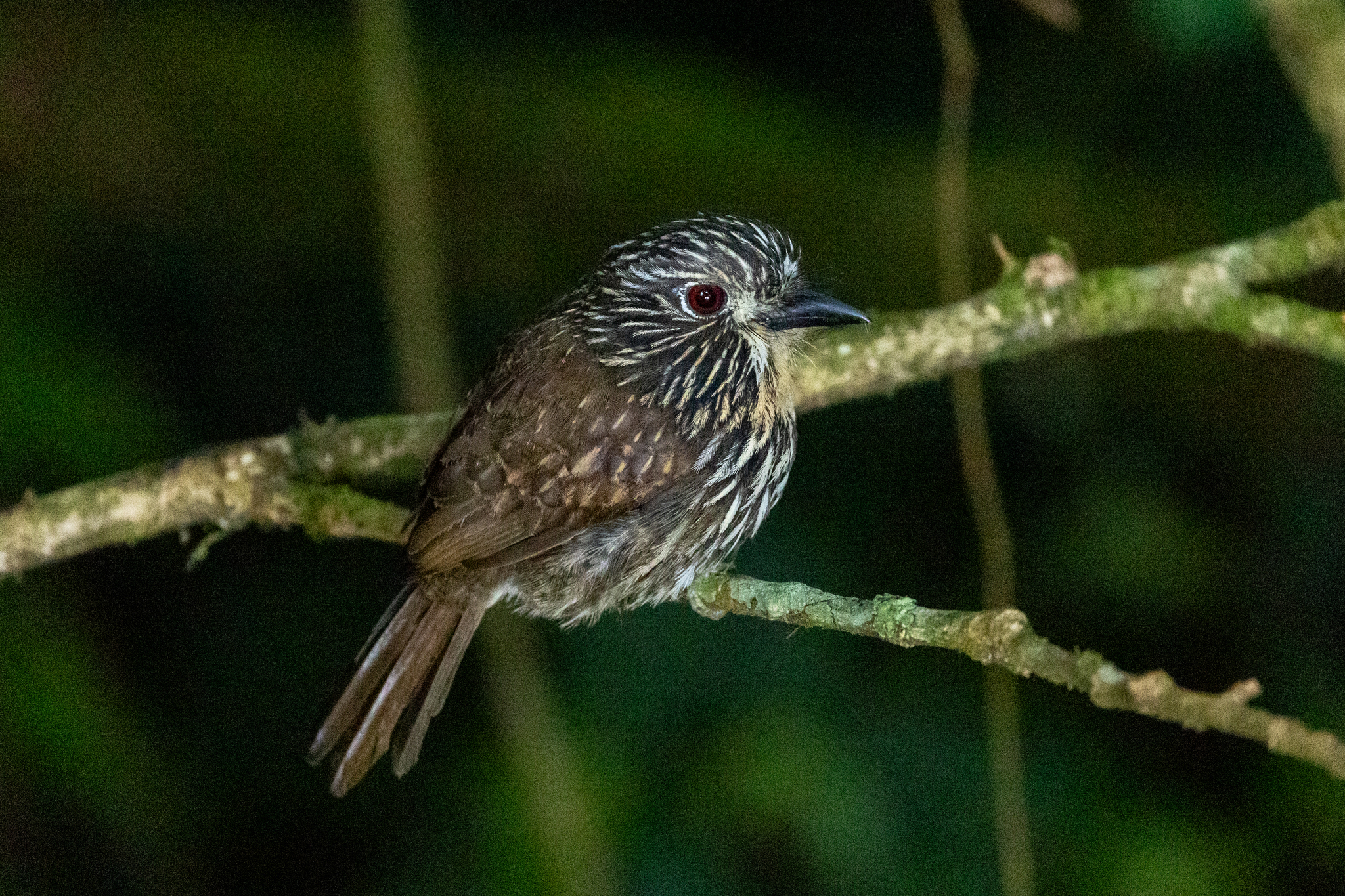 Black-streaked Puffbird (Malacoptila fulvogularis), photo 10