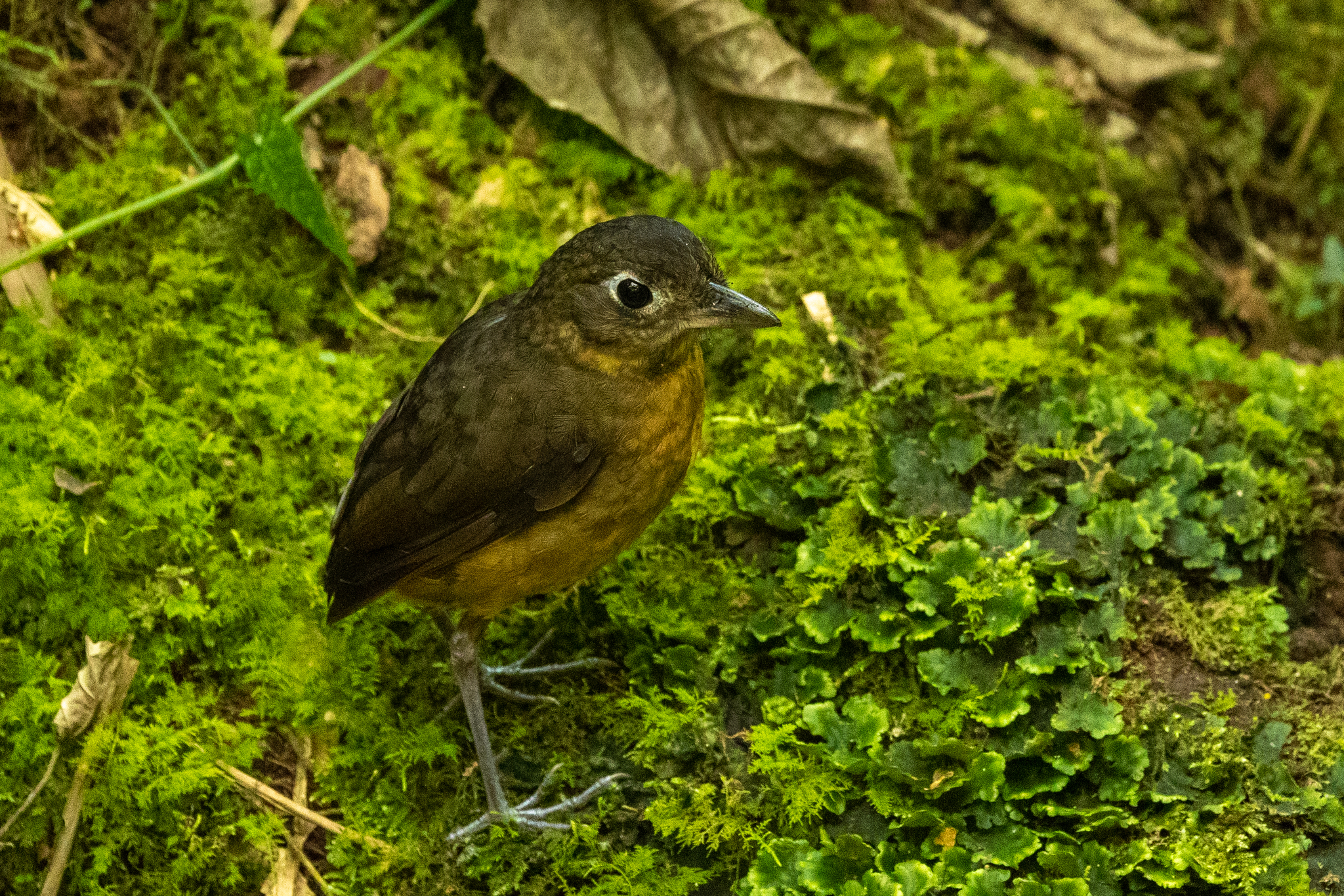 Plain-backed Antpitta (Grallaria haplonota), photo 9