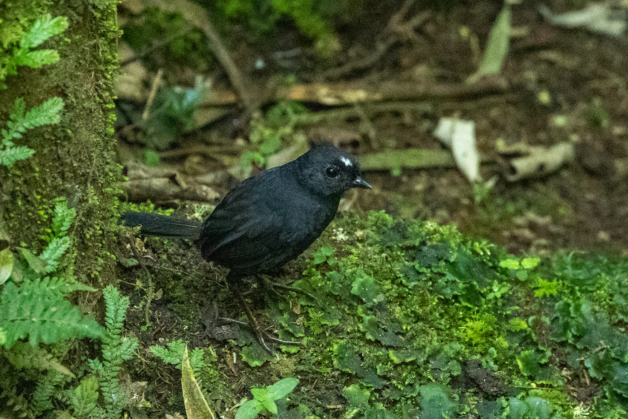 White-crowned Tapaculo (Scytalopus atratus), photo 2