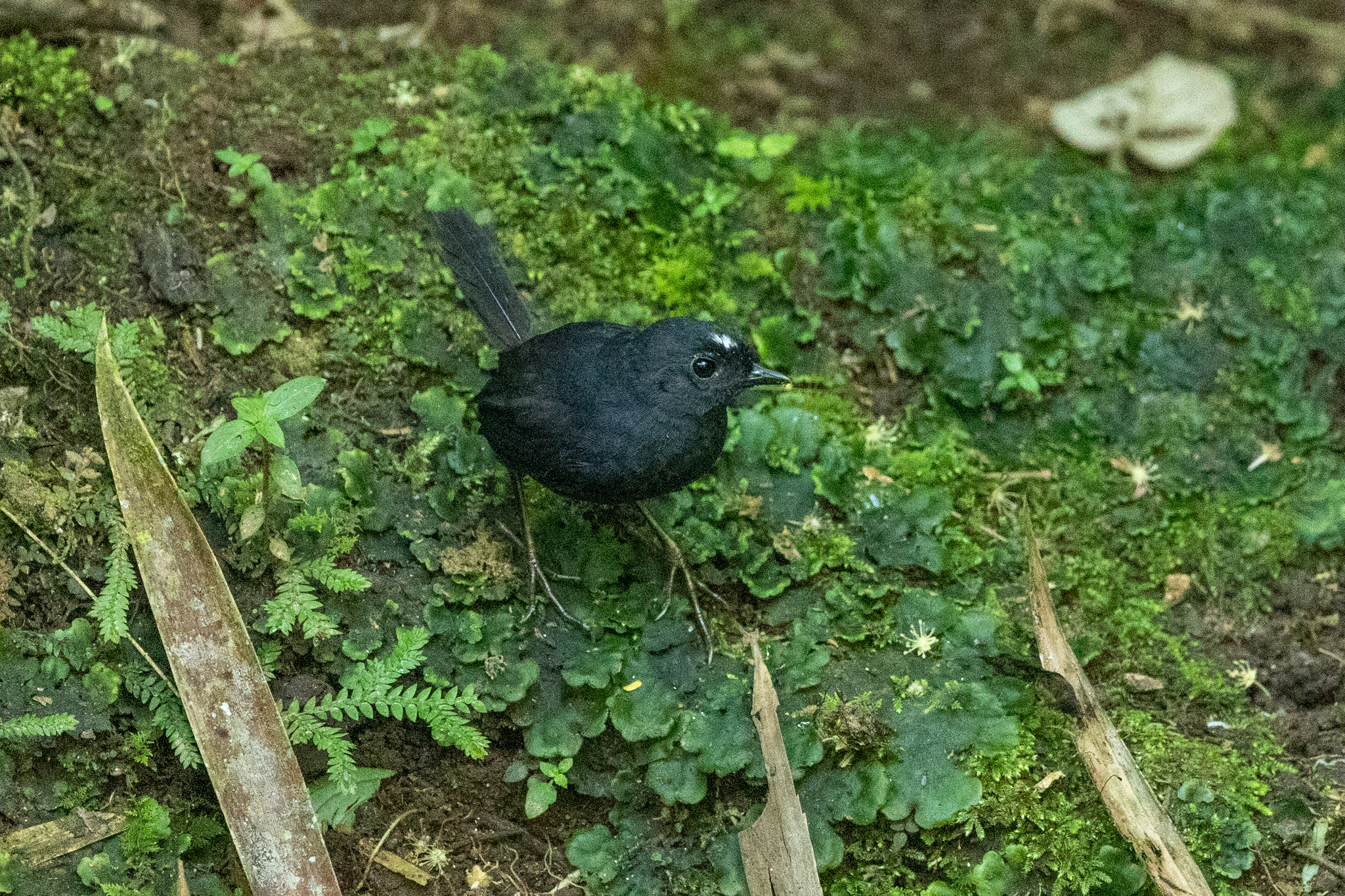 White-crowned Tapaculo (Scytalopus atratus), photo 3