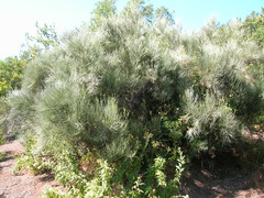Retanilla ephedra