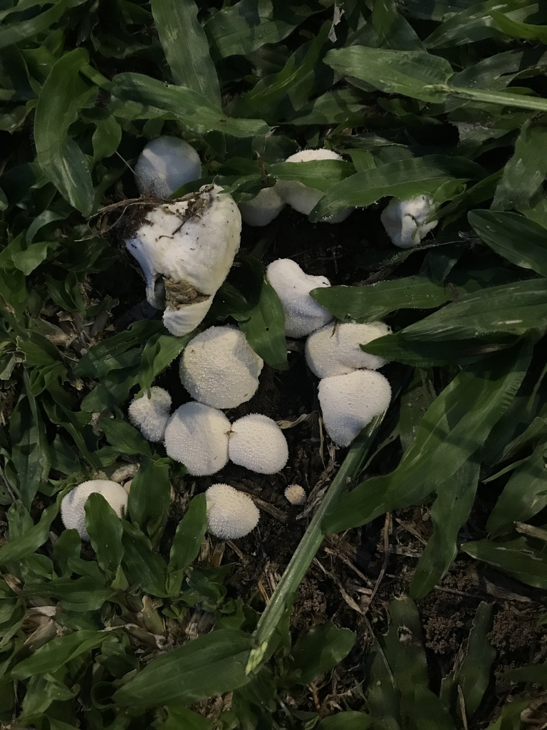 Lycoperdon pratense · March 2026 · photo: © paganka (iNaturalist, cc-by-nc)