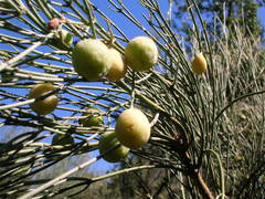 Retanilla ephedra