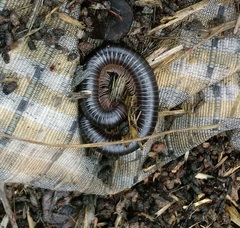 Archispirostreptus syriacus