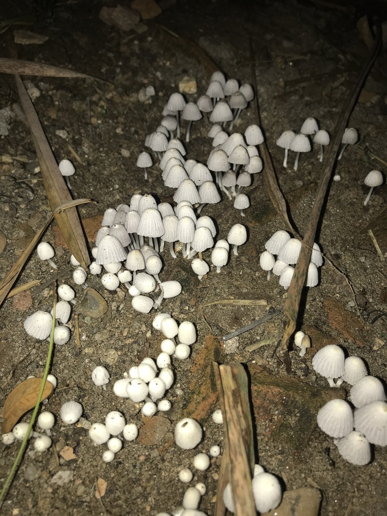 Coprinellus disseminatus · March 2026 · photo: © paganka (iNaturalist, cc-by-nc)