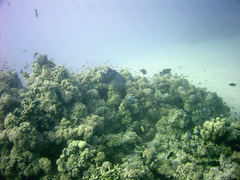 Pomacanthus maculosus