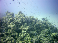 Pomacanthus maculosus