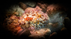 Carminodoris estrelyado