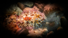 Carminodoris estrelyado