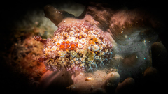 Carminodoris estrelyado