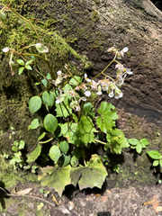 Begonia sericoneura, photograph (c) Thomas Ebner, some rights reserved (CC BY)