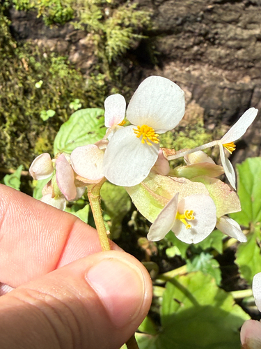 Begonia sericoneura, photograph 6